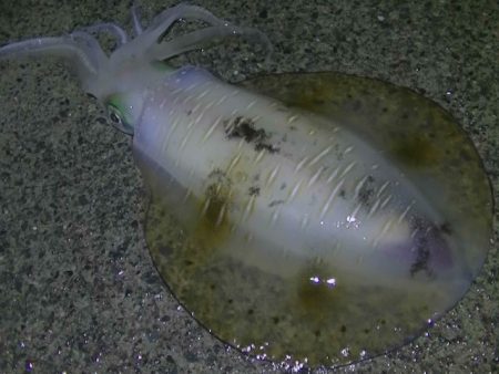 雨の中アオリイカ釣り